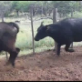 Imagen lote